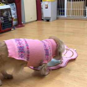 マロン編。の画像