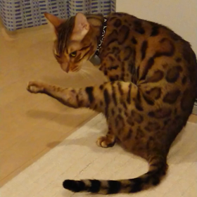 掻きたいけど掻けない(>_<)の画像