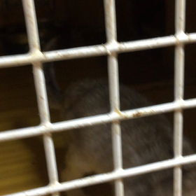 寂しがりやのでシンガプーラの画像