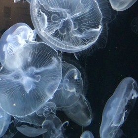 赤川花火大会の画像