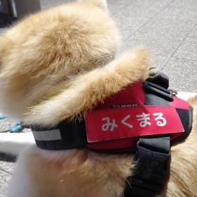 未来丸(ミクマル)は今朝も元気に朝散歩終了＼(^o^)／の画像