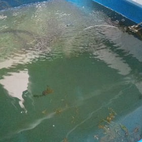 今日のニッポンバラタナゴの画像