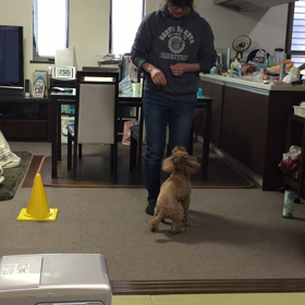 犬のトレーニング「Do as I do」って知ってますか❔の画像