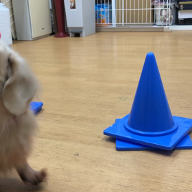 マロン（ダックス）編。の画像