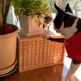 順調に減量中。。の画像