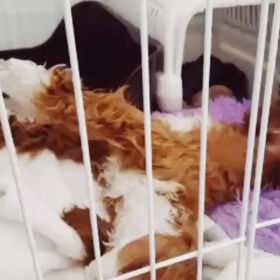 犬のマネーセミナー-上級編-の画像