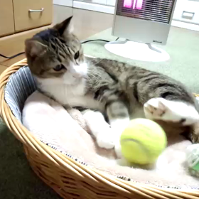 ☆トワくん☆の画像