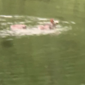 只今猛特訓中！！の画像