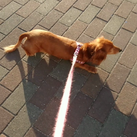 散歩に行って来ますの画像