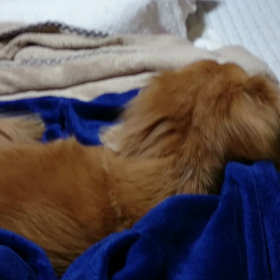 今日12%。家族会議の末、明日輸血を…の画像