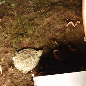 今年生まれの子亀ちゃんの画像