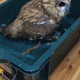 天使の水浴びの画像