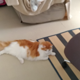 動画の画像