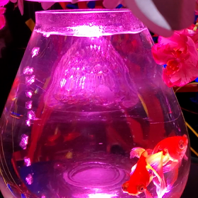 まだまだ…の画像