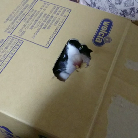 あら､可愛いじゃないの～♪の画像