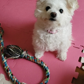 HSP診断テストの画像