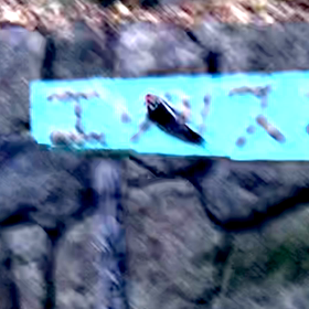 ふっくらエゾリスとアカゲラの画像