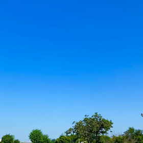 まとわりつく蝉の声の画像