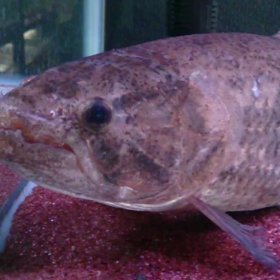 ホーリー★の画像