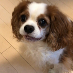 初雪とニュースでは言ってるの画像