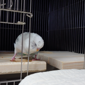 今日のさくらちゃん♡の画像