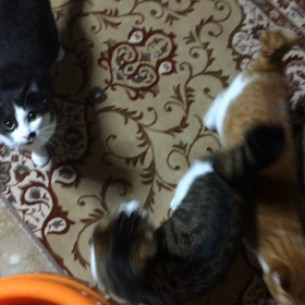 飯！メシ！めし！の画像