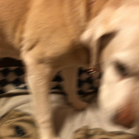 ダイエットは、明日からの画像