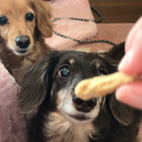 可愛いダックス♬チェリー＆メルモちゃんが長いもスティックをカリカリ食べる動画の画像