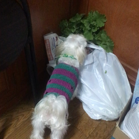 今日のおふたりさんの画像