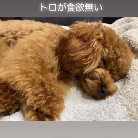 宇野樹君インスタストーリーより　トロが食欲無いの画像