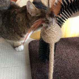 爪とぎその後の画像