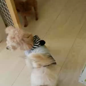 何喋ってるんだろうなぁ？の画像