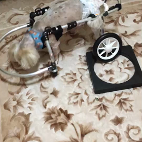 かりんくんの画像