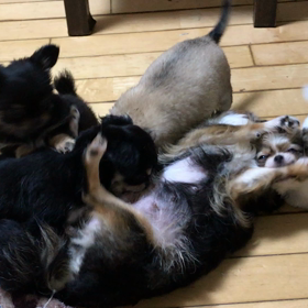 蘭ママ(　 Д )　⊙ ⊙の画像