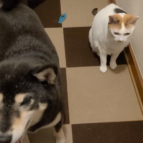 主の帰宅を喜んでると思いきやの画像