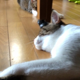 拉致されて想定外。ゆっくり水を飲ませて…容赦なし。の画像