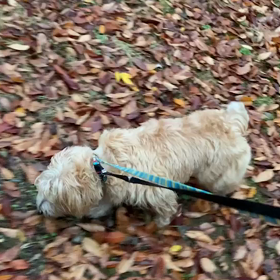 11月26日13わんこと1時間遠足　　代々木公園の画像