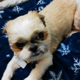 風羽ちゃんについての画像