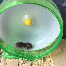 回る〜回る〜世界は回る〜（古）の画像