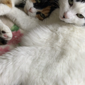 今朝のさぶリナの画像