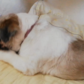 [里親さん募集　シーズーちゃん]おもちゃ大好き！の画像