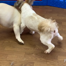 仲良しコンビの画像