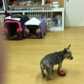 トリミング終わったで迎えに来てちょ〜。の画像