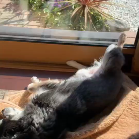 チョコのお昼寝。の画像