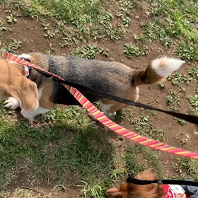 4月21日11わんこと1時間遠足  代々木公園の画像