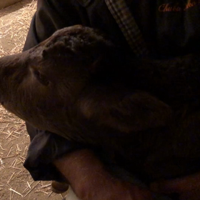 牛小屋生活スタートの画像