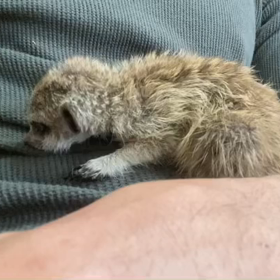 ミーアキャットBabyの画像