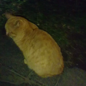 今夜のノラちゃんの画像