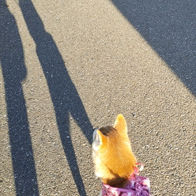 ピョンピョンの画像