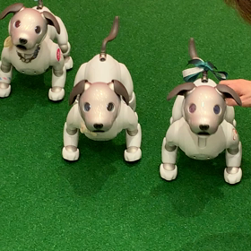 dog runならぬ、aibo run？！の画像